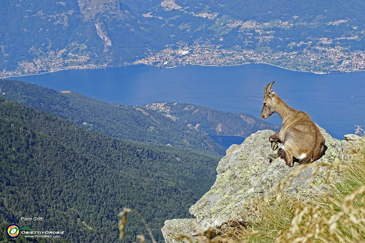 45 Stambecca sul roccione panoramico con vista sul lago.JPG -                                